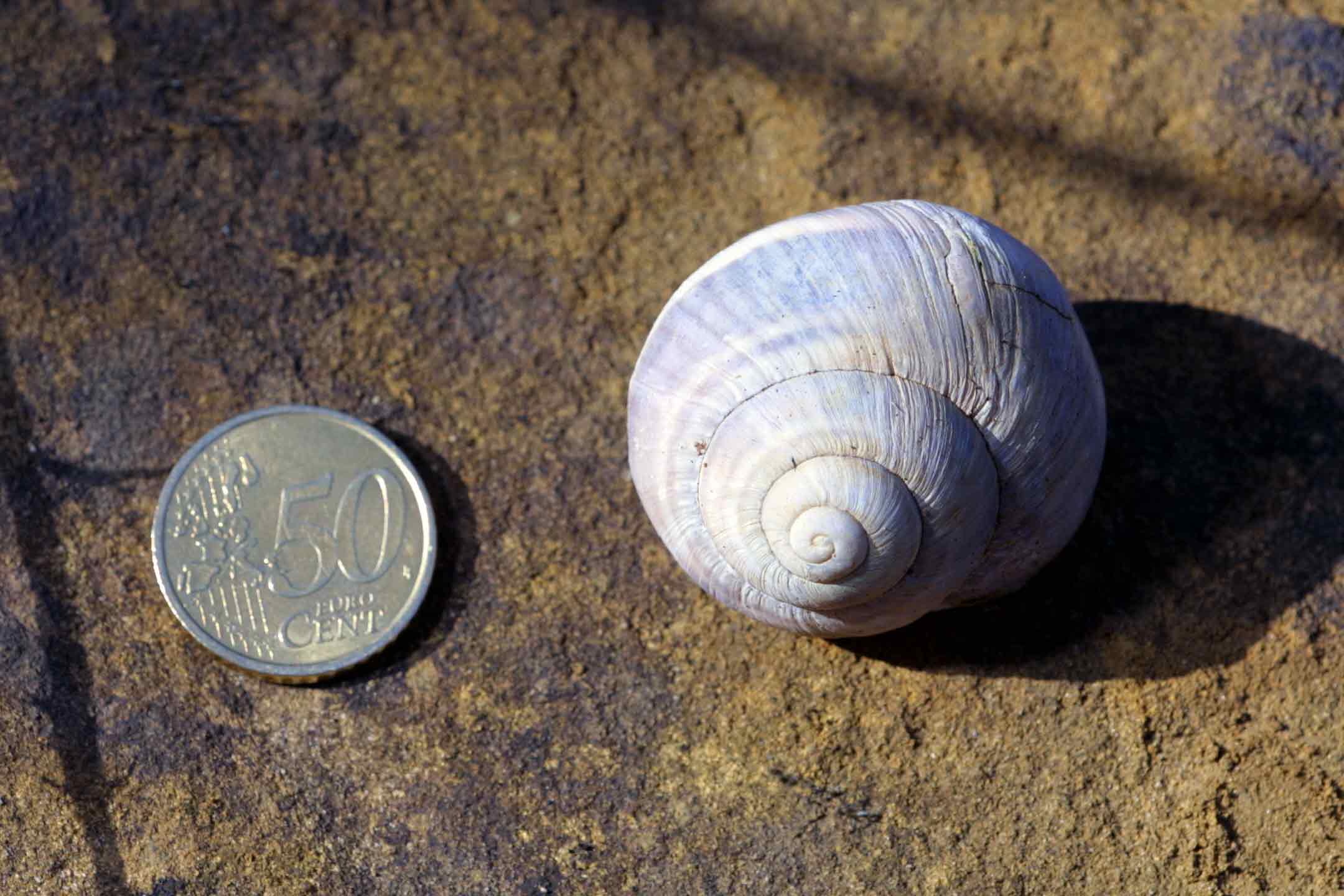 Helix (Helix) ligata O.F. Mller, 1774